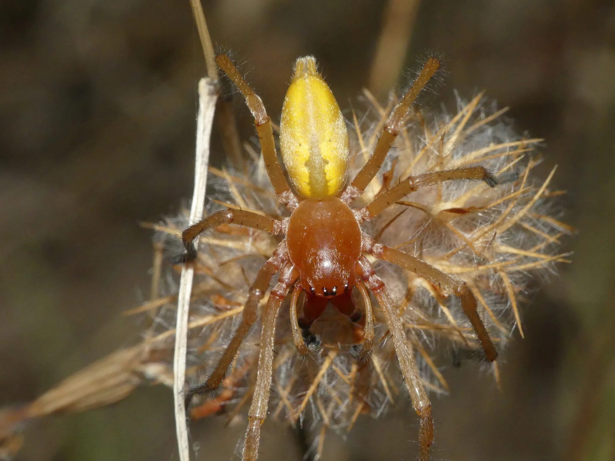 File:Cheiracanthium punctorium 85236841.jpg - Wikimedia Commons