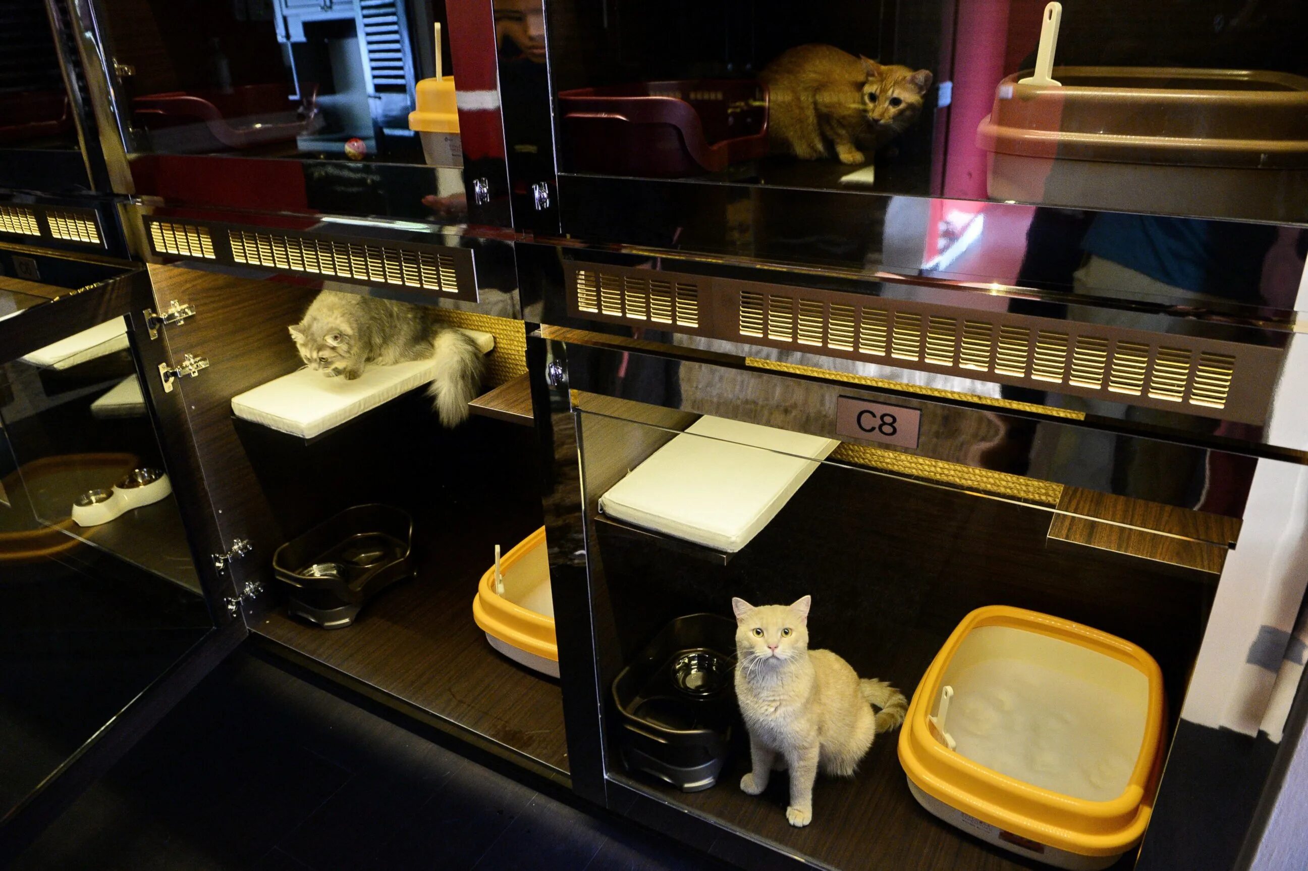 Отель для котов. Коты в гостинице. Кошачья гостиница. Гостиница для кошек. Отель для котиков.