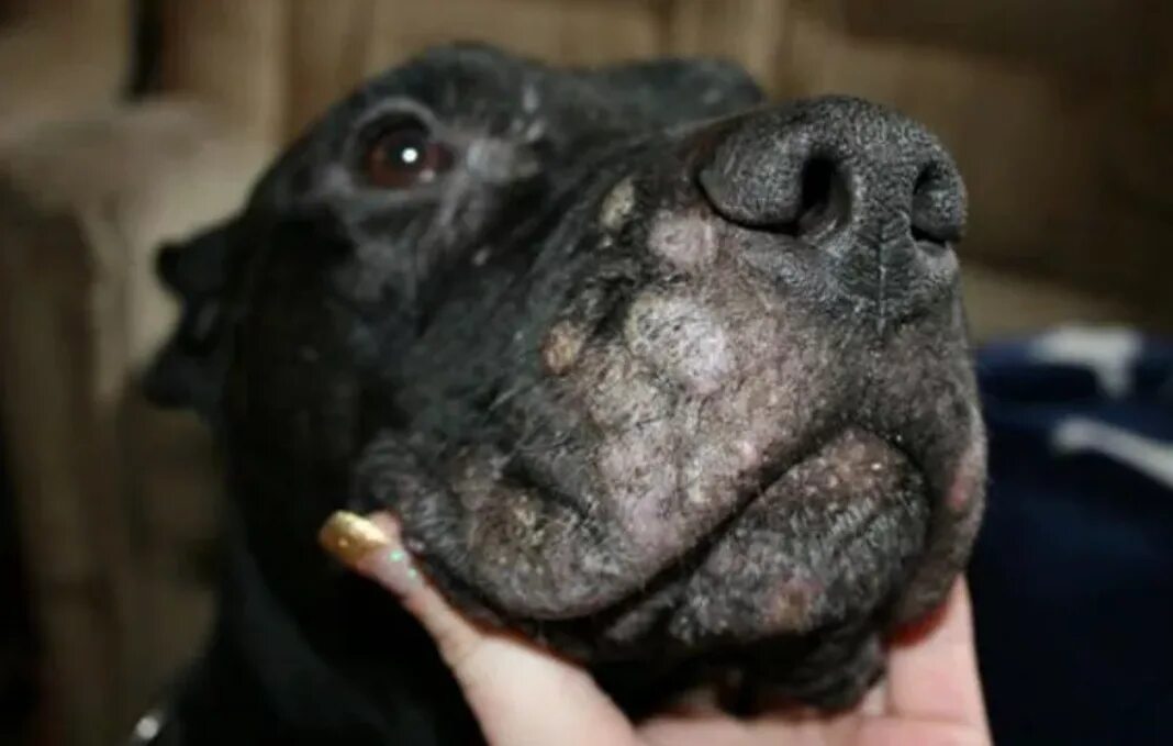 У животных есть кожа. Шерсть пингвина. Локализованный демодекоз собак. Кожа слона. Железы млекопитающих.