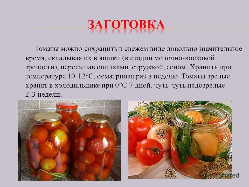 Подкормка для помидор черри. С какого возраста можно томатную. Когда вводить свеклу в прикорм ребенку. С какого возраста можно томатную. Когда можно давать помидор грудничку.