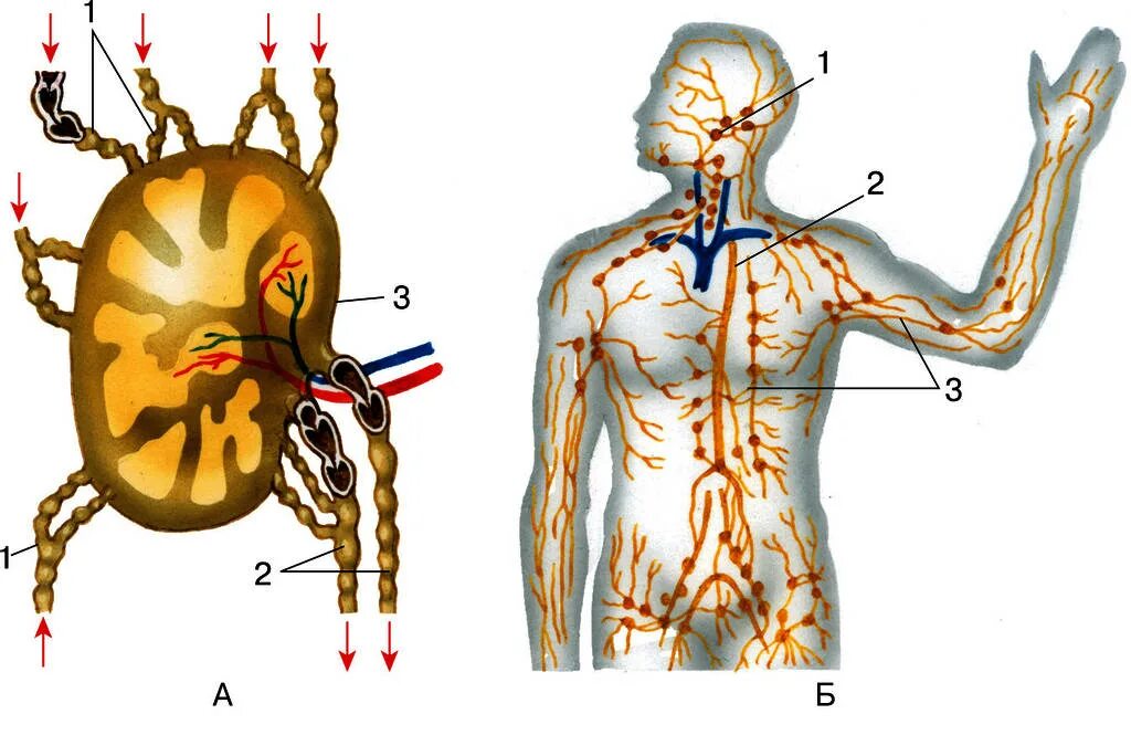 Кровеносная и лимфатическая система человека схема. Функциональная анатомия лимфатической системы. Лимфатическая система с кровообращением. Вена (анатомия) лимфа. Движение лимфатических сосудов