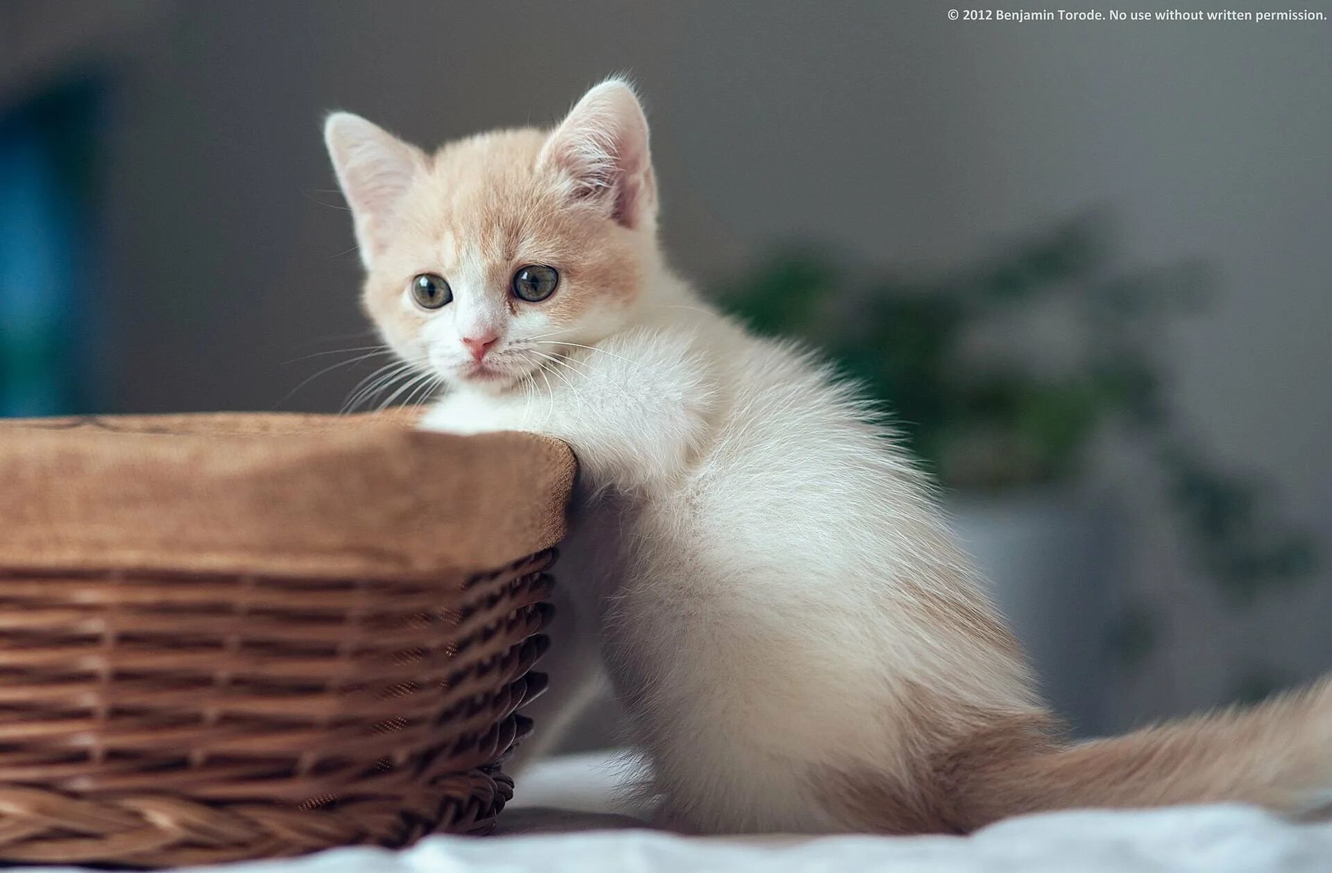 Мило. Красивые котята. Милые котики. Милые котятки. Милые кошечки.