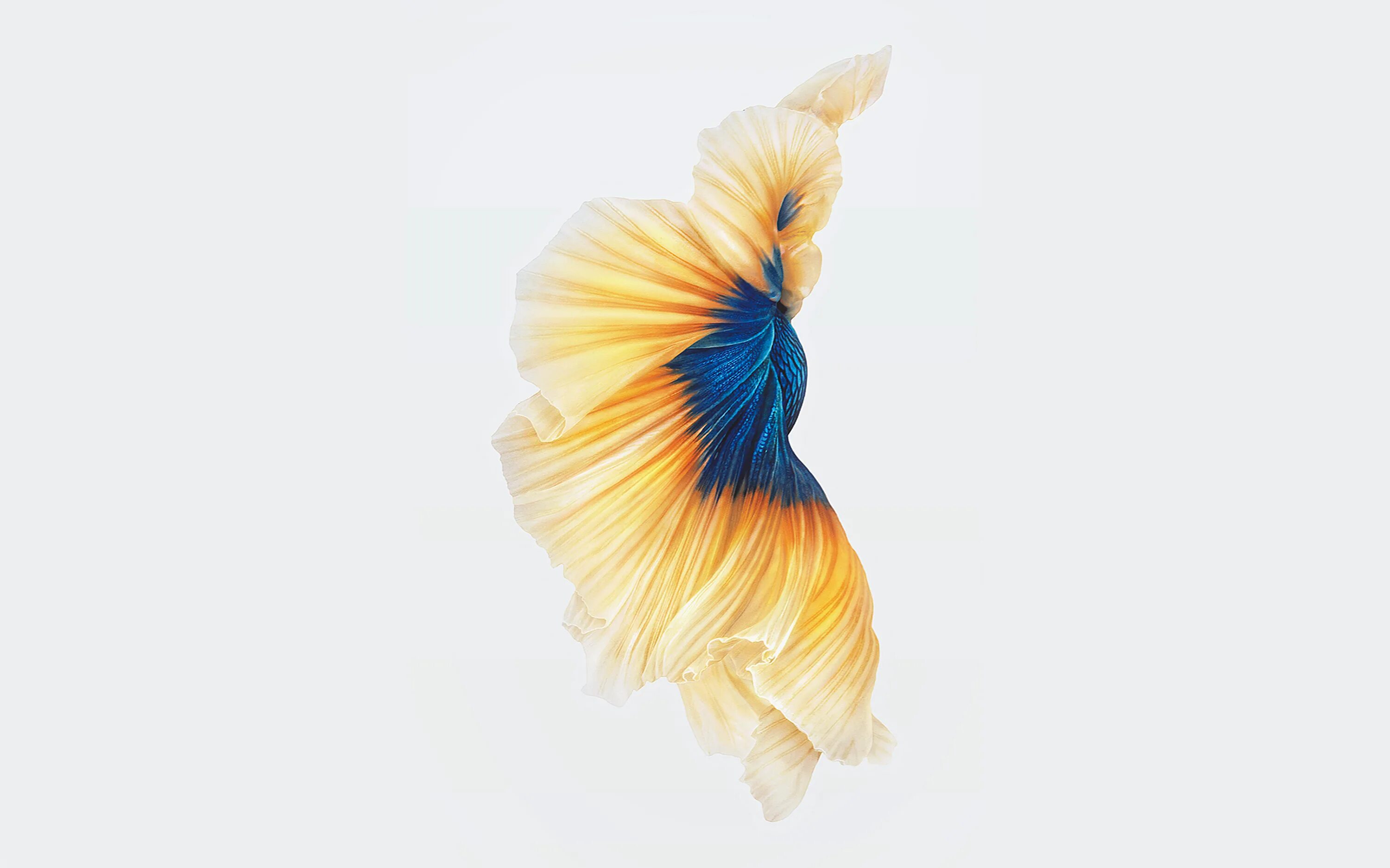 Обои на айфон. Оригинальные обои iphone. Оригинальные обои iphone 6s. Обои на айфон 6 оригинальные