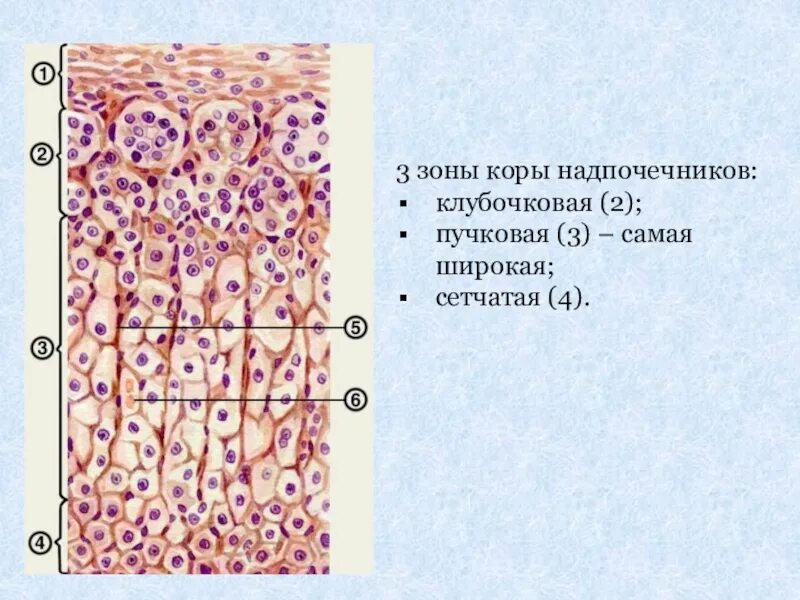 Сетчатая коры надпочечников. Сетчатая зона коры надпочечников препарат. Клубочковая пучковая и сетчатая зоны коры надпочечников. Пучковая зона надпочечников. Клубочковая зона надпочечников гистология.