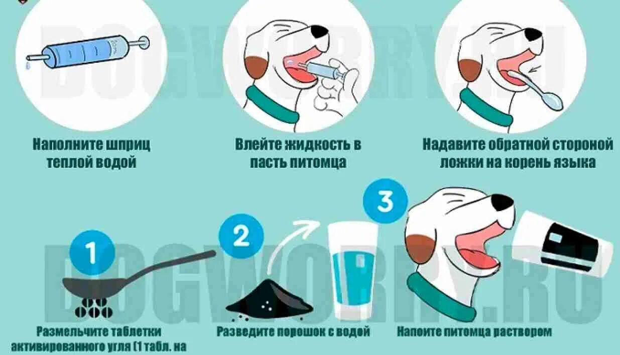 Собака после температуры