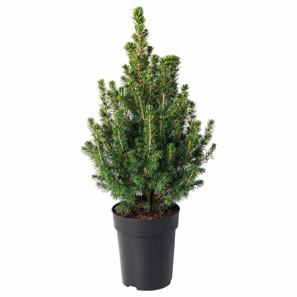 Ель conica. Ель глаука домашняя. Ель канадская глаука коника. Ель глаука домашняя. Ель пицея коника.