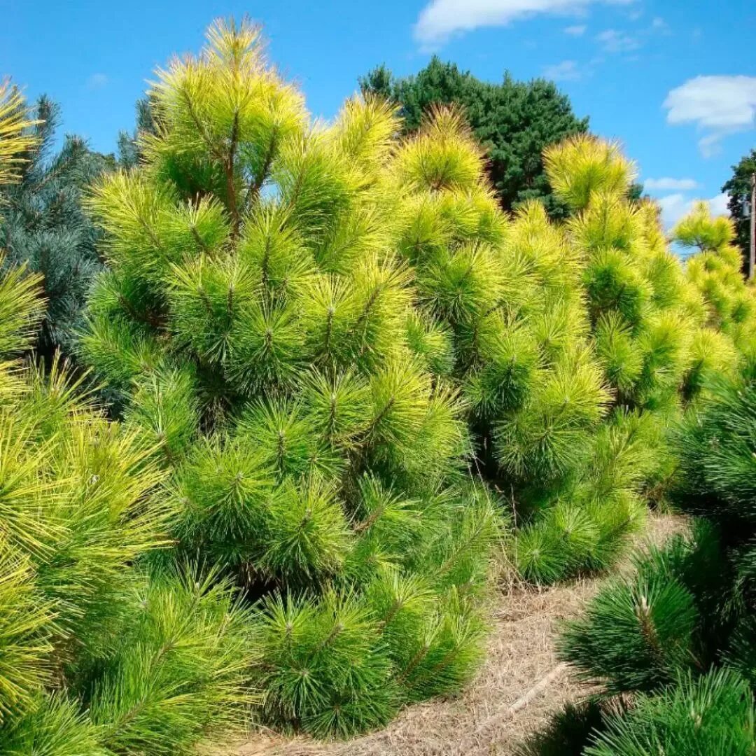 Желтые хвойные. Сосна черная Тунберга “ogon”. Сосна Тунберга ogon. Pinus thunbergii 'ogon'. Сосна Тунберга (сорт 'Maijima').