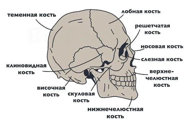 Назови кости черепа. Скелет черепа человека с названием костей. Строение костей черепа человека. Кости черепа схема. Кости черепа анатомия.