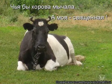 Чья бы корова мычала