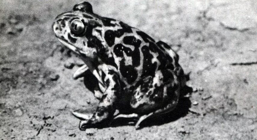 Земноводные 10 букв. Зеленая прудовая лягушка. Восточный ложный тритон. Сцинк ящерица. Огненная саламандра референс.