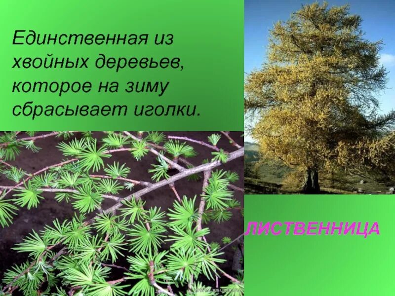 Хвоя какого дерева опадает