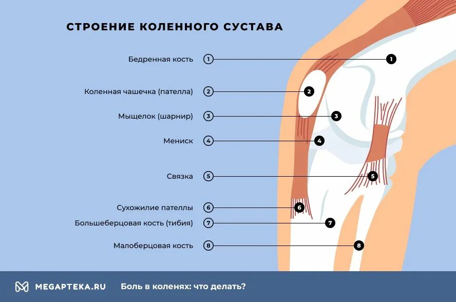 Ноющая боль в коленном. Боль под коленной чашечкой. Боль ниже коленной чашечки. Боль под коленной чашечкой спереди. Боль в колене ниже коленной чашечки.