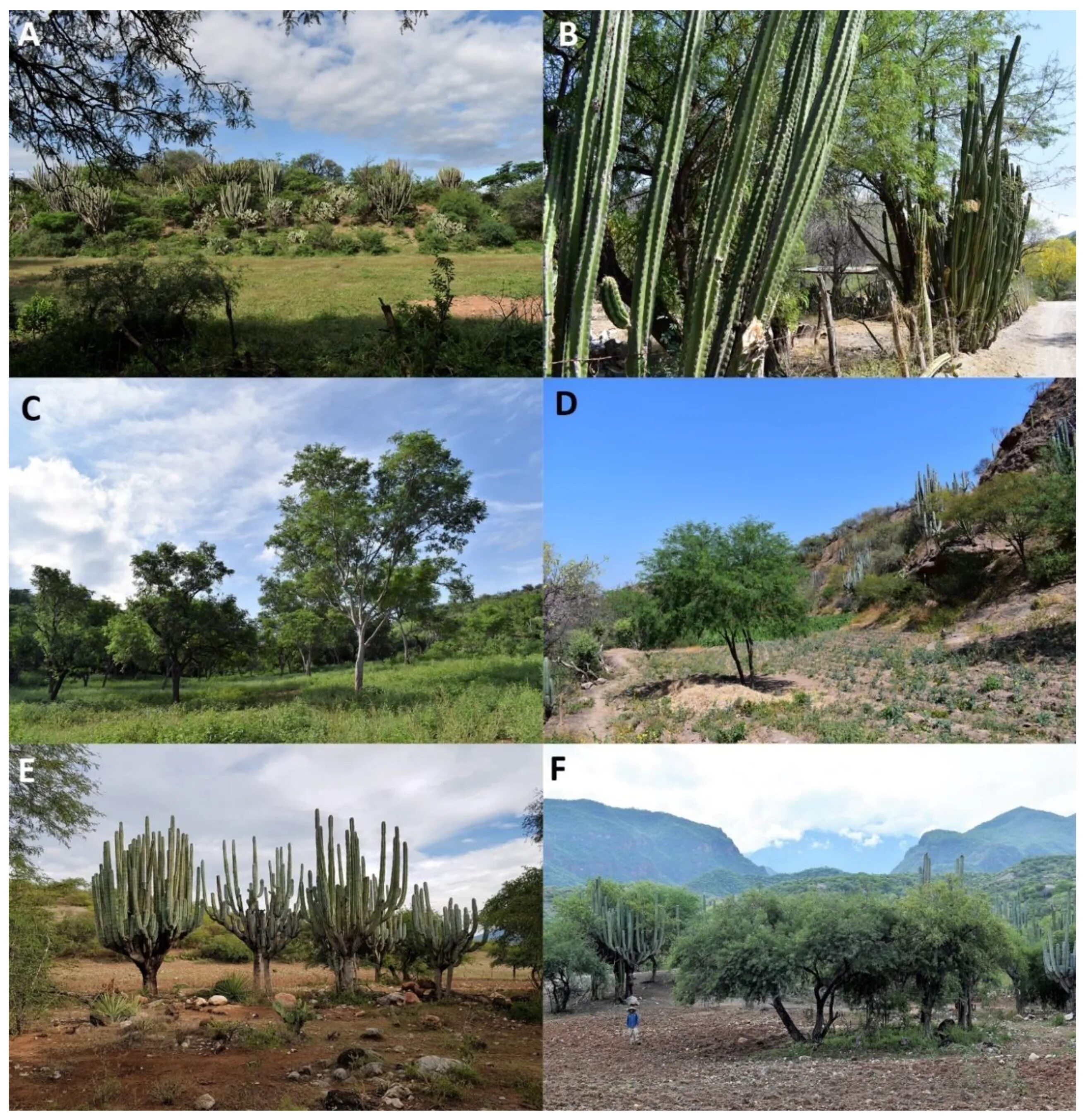 Vegetation and soils. Land plants diversity. la vegetation. spars vegetation. rededge vegetation.