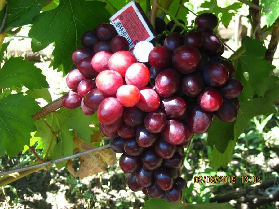 Роза чайно-гибридная блэк баккара. Сорта винограда голуба анатолия алексеевича. Роза black-baccara. Виноград сорт дюжина. Бордо сорт.