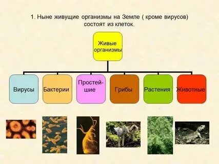 Все живые организмы состоят из множества клеток