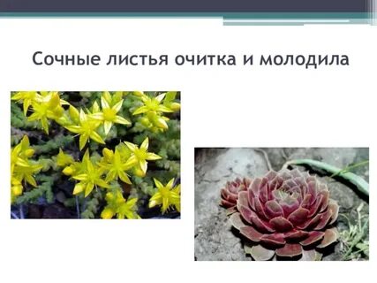 Сочные листья функции