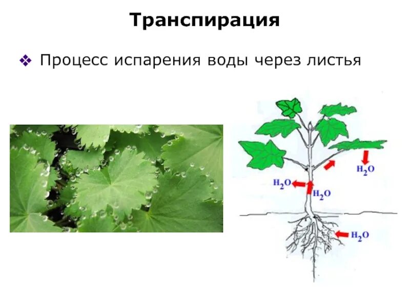 Транспирацию испарение воды. Транспирация. Транспирация у растений. Процесс испарения воды листьями растений. Процесс транспирации у растений.