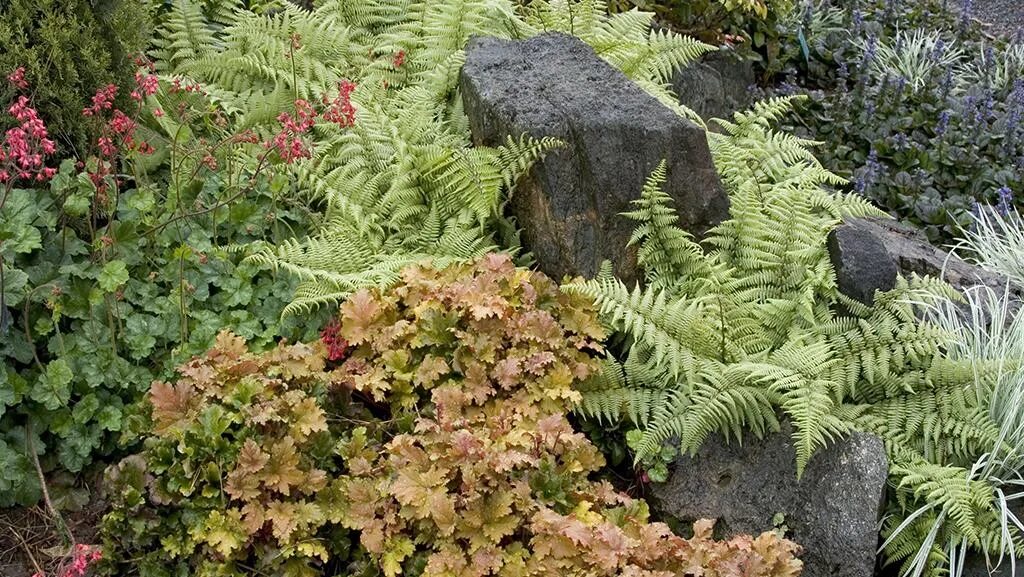 Lorraine's from-scratch garden in Ontario - FineGardening Hosta gardens, Shade g