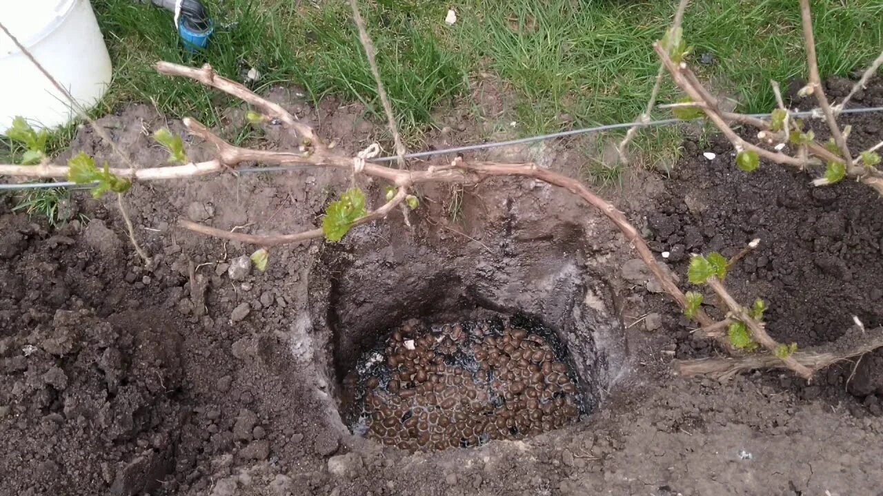 Когда лучше сажать виноград. Посадочная яма для винограда. Яма для посадки винограда. Ямка для посадки винограда. Посадка винограда подготовка посадочной ямы.