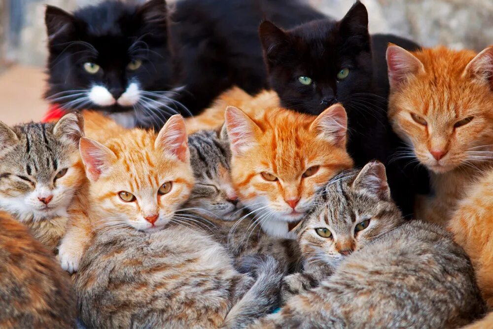 Фото где много. Много кошек. Много котят. Стая кошек. Несколько кошек.