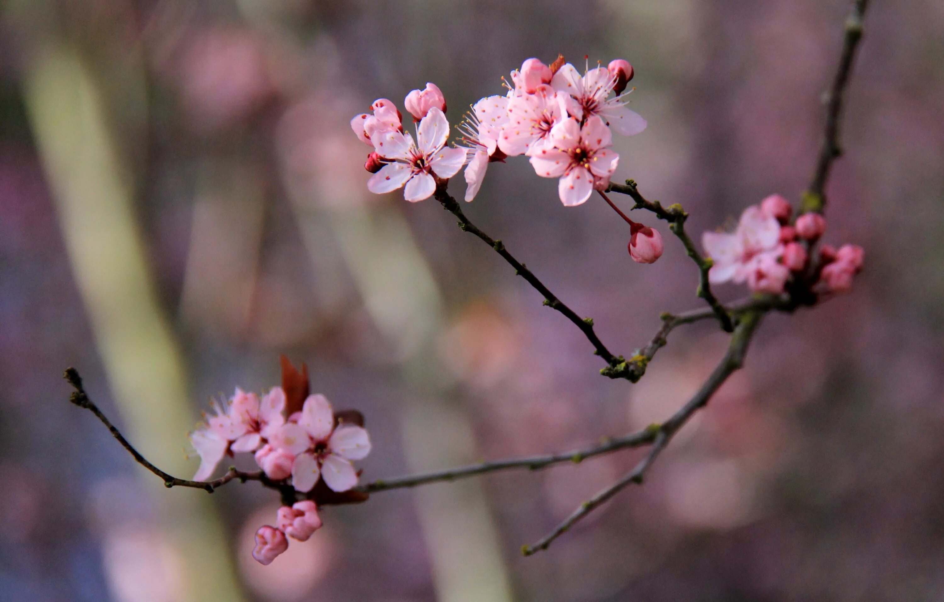 Черри блоссом картинки. Cherry Blossom Tree. Сакура это вишня или. Засохшая Сакура.