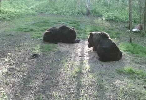 Количество медведей в областях