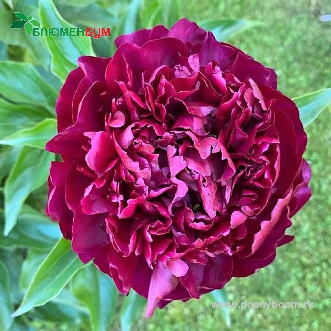 Peony (Lactiflora) 'Highlight' - Bilscy.info