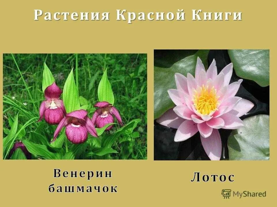 5 растений россии. Растения из красной книги. Растения из красной книги России. Растения красной книги России. Растения красной книги Росси.