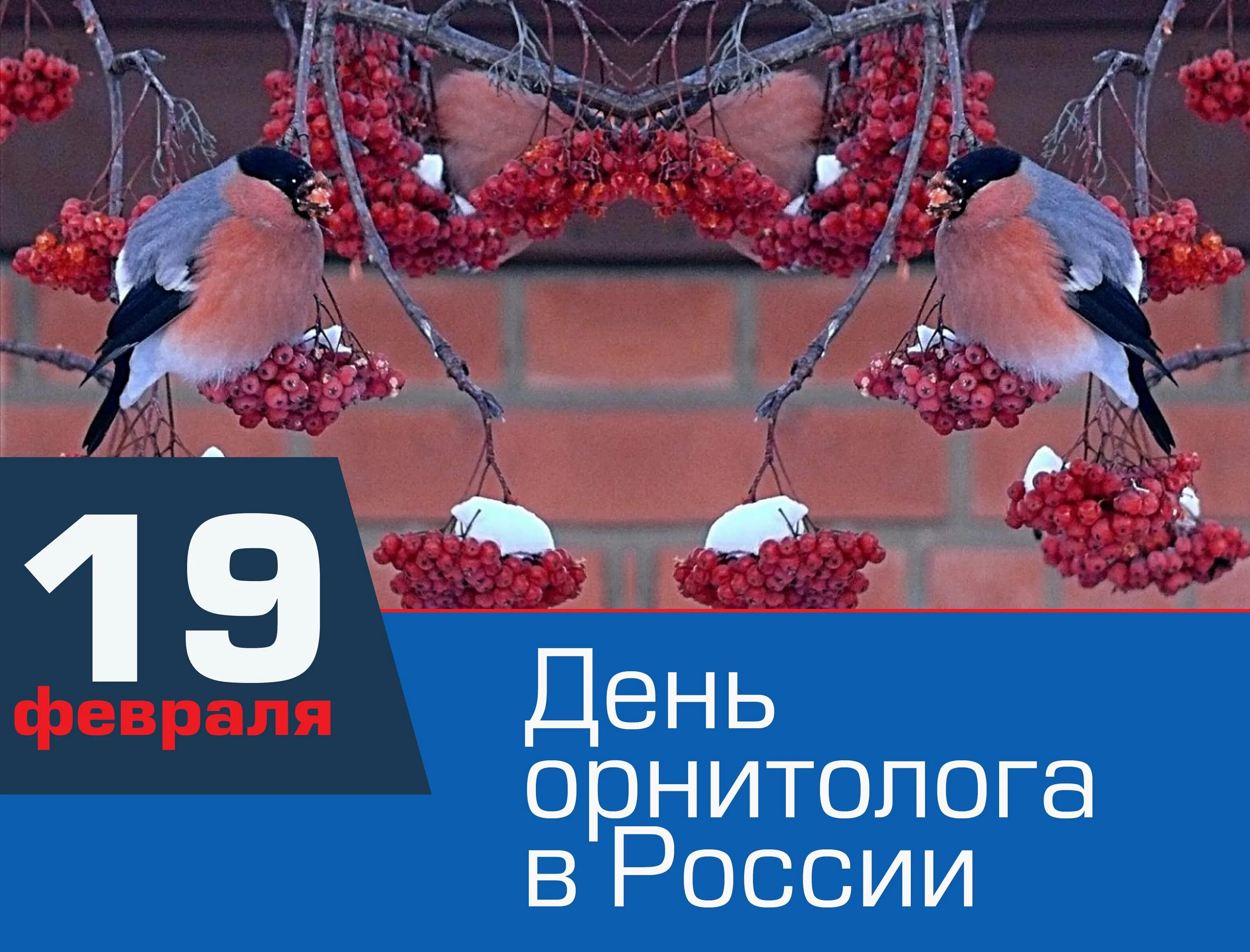 День птиц в россии 2024. День орнитолога в России. 19 Февраля день лрнитологах. 19 Февраля день орнитолога в России. День орнитолога открытки.