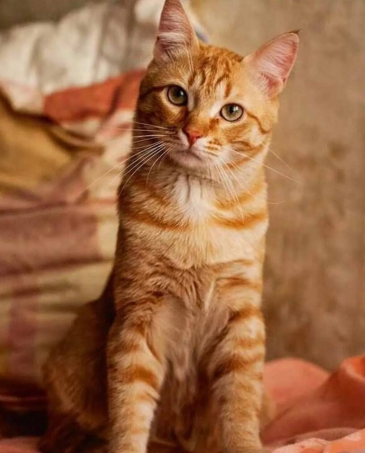 Европейская короткошерстная табби рыжий. Европейский короткошерстный кот рыжий. Бразильская короткошерстная кошка рыжая. Сибирский гладкошерстный рыжий кот