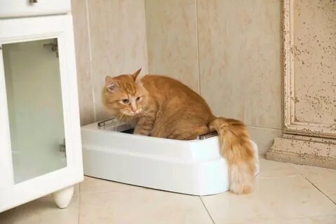 Туалетный кот