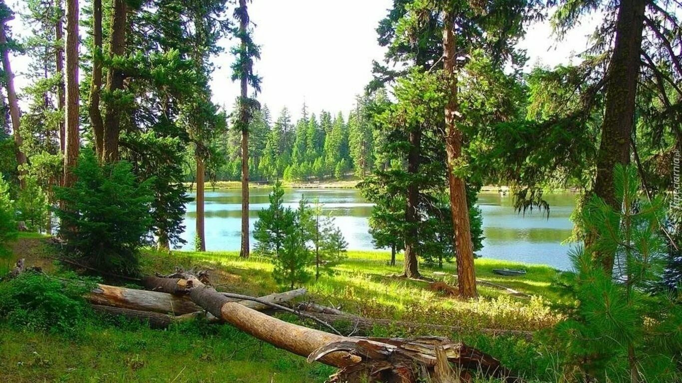 Поселок лесные озера владимирская область. Участок лесные озера. Лесное озеро. Соколова пустынь ступино лесное озеро. Лесное озеро в ленинградской области.