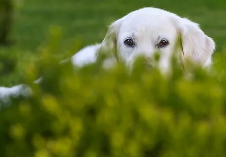 Dog grass