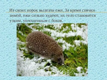 Приспособление ежа