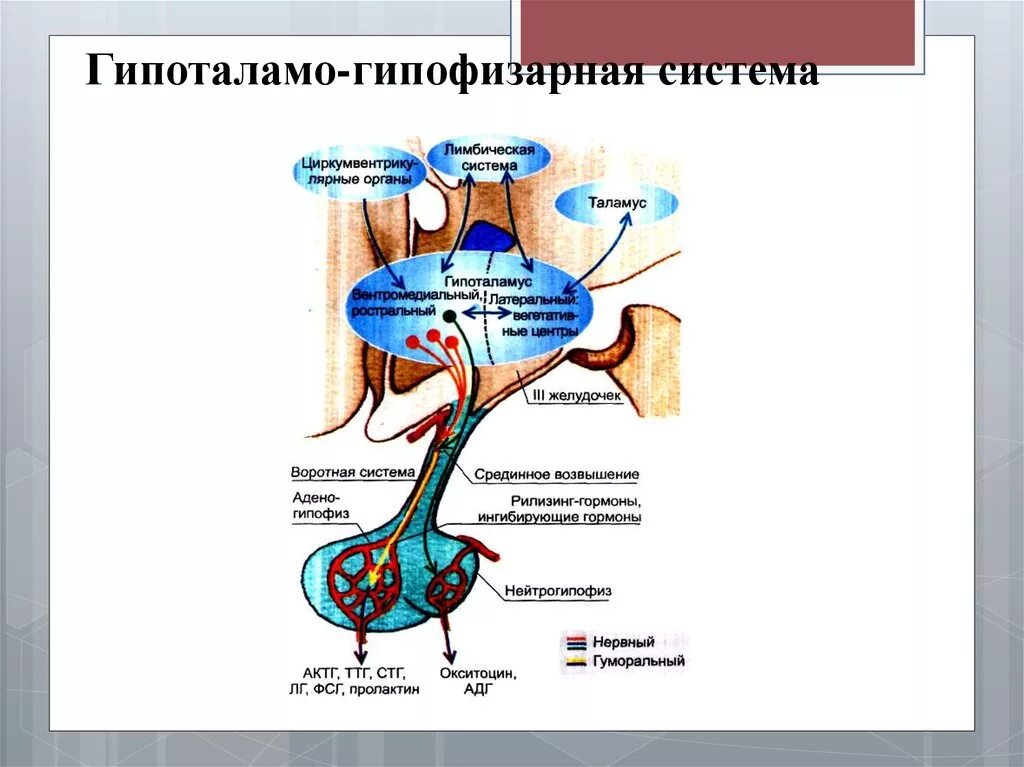 Гипоталамо гипофизарная система гормоны гипоталамуса. Гипоталамо-гипофизарная система схема. Гипоталамо-гипофизарная система 5 уровней. Гипоталамо гипофизарная система нормы. Гипоталамо-гипофизарная система СТГ.