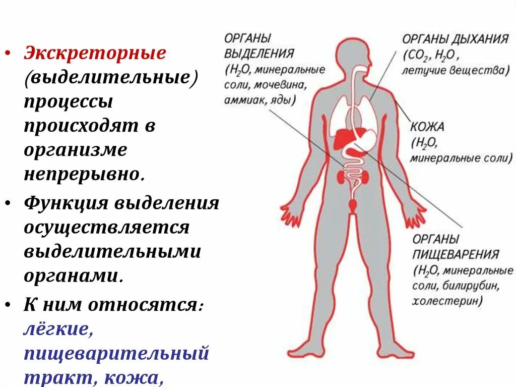 Процессы выделения человека