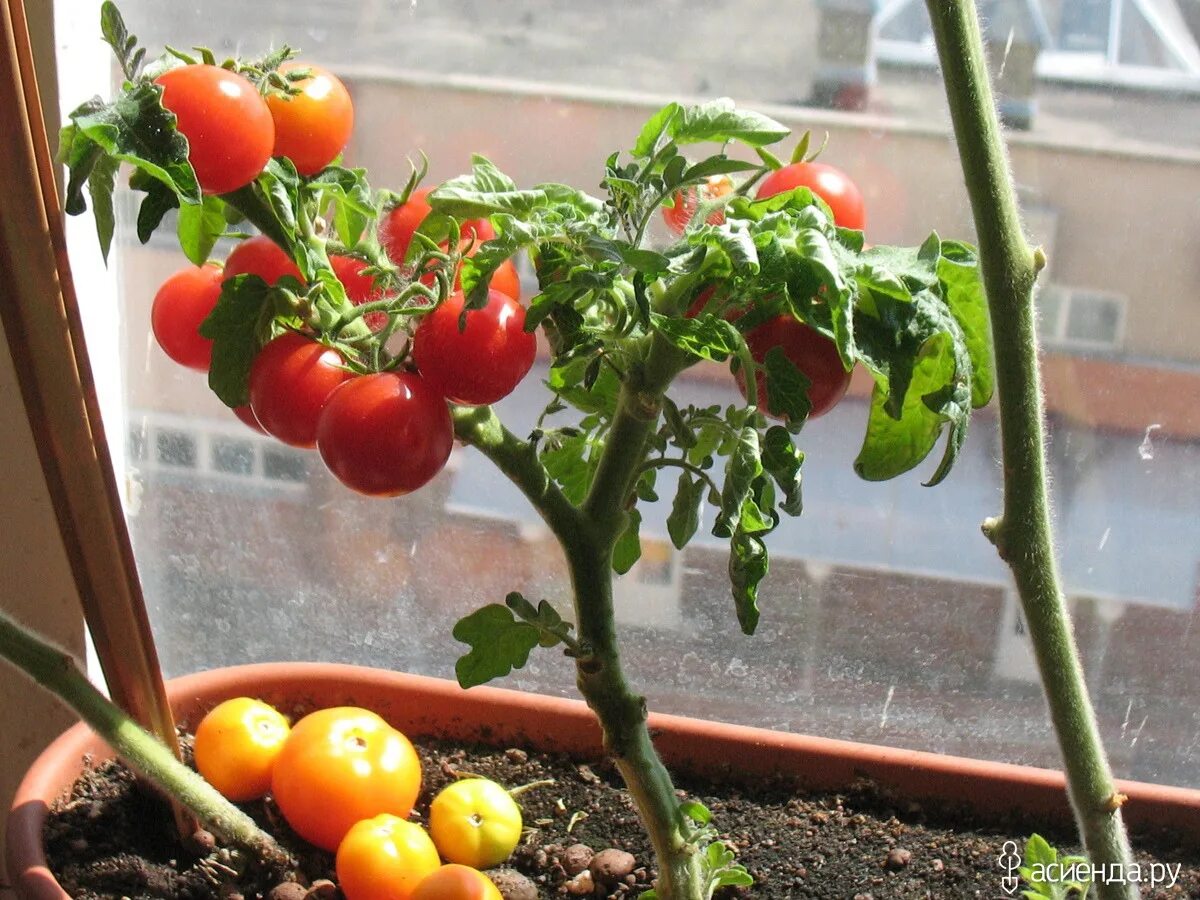 Семена томатов для балкона. Томат Демидов. Помидоры на балконе. Помидоры на балконе Гном. Томаты Демидов для балкона.