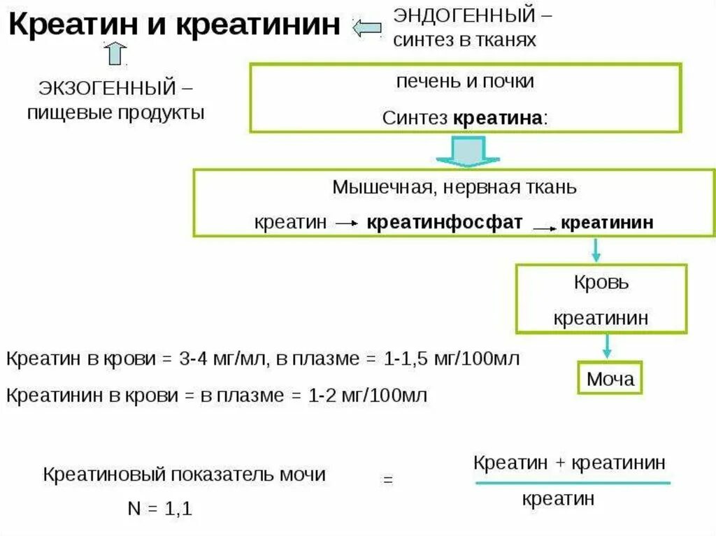 Креатинин схема обмена. Креатин и креатинин. Синтез креатина биохимия. Креатинин метаболизм в организме. Креатинин действие