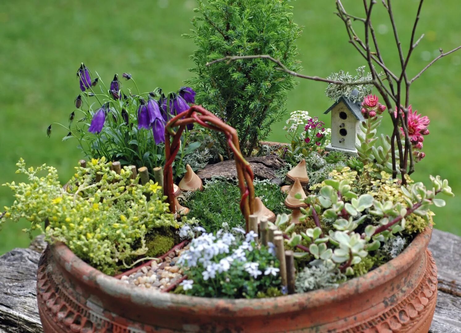 флорариум сад феи. миниатюрные композиции. минисад в горшке. удольфианский минисад. фейри гарден.