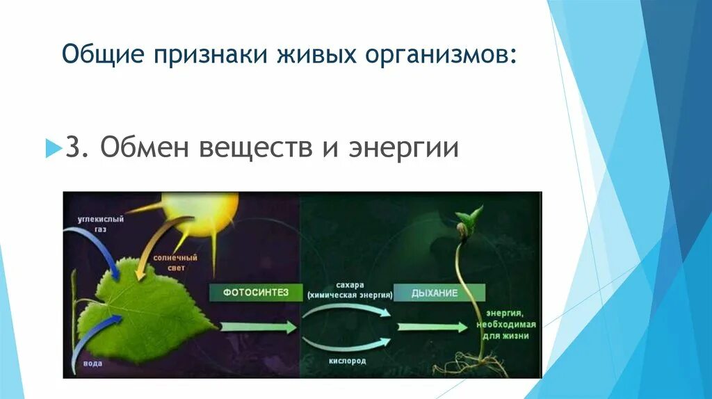 Свойство живого 6 класс. Обмен веществ- основные свойства живых систем. Обмен веществ живых организмов. Обмен веществ свойство живых организмов. Характеристика живых организмов.