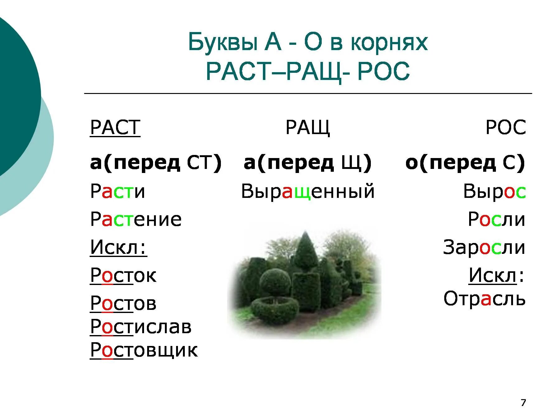 Корень рос от чего зависит. Чередующиеся гласные в корне слова раст ращ рос. Буквы а о в корне раст рос ращ. Слова с буквами а о в корне раст рос. Корни с чередованием раст ращ рос правило и исключения.