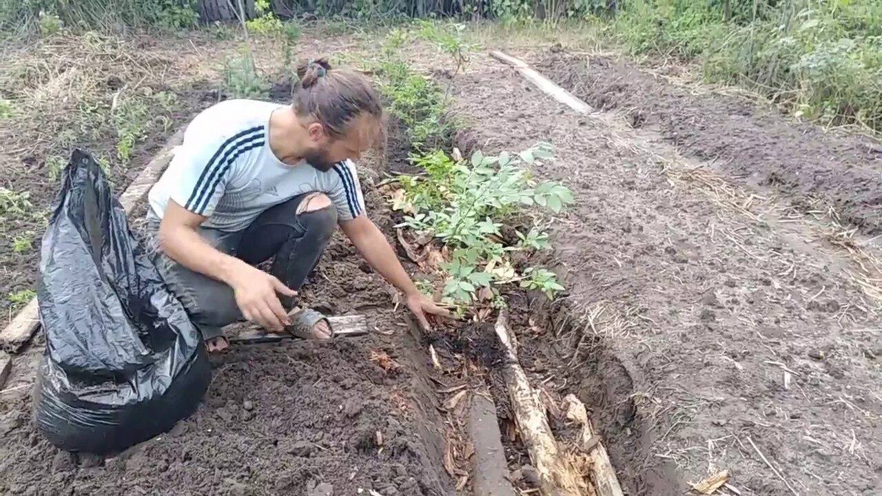 Голубика Садовая посадка. Грядка для голубики. Высадка голубики в открытый грунт. Голубика саженцы высадка.