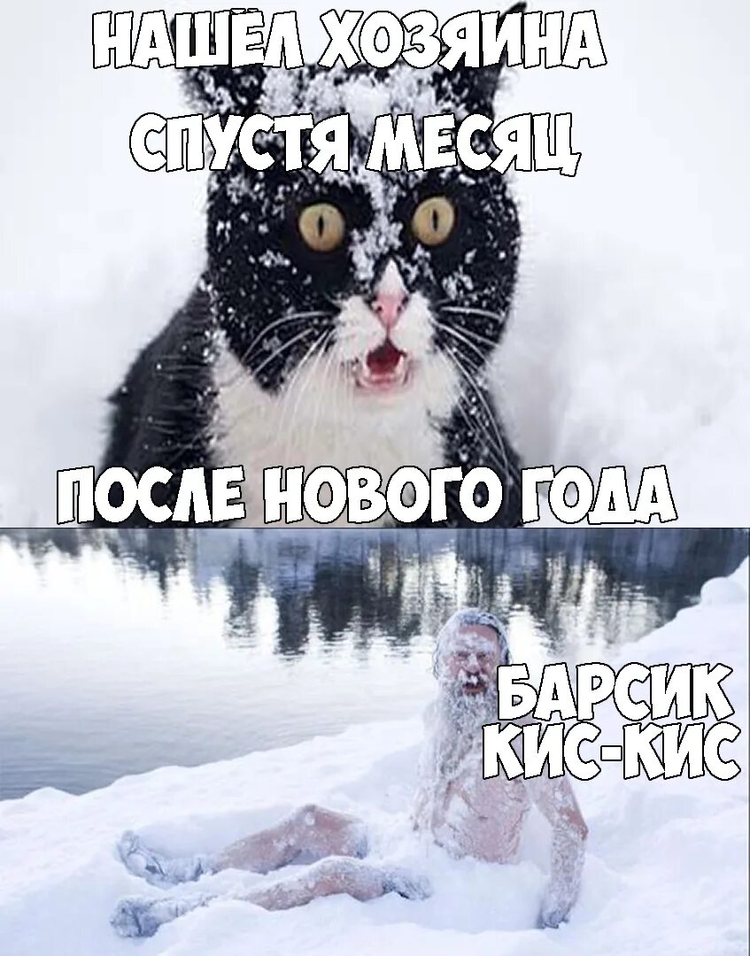 Найди киса. Приколы после нового года. После нового года Мем. Смешная киса. Я после нового года.