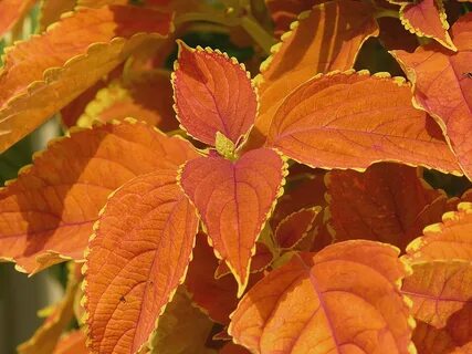 Orange coleus