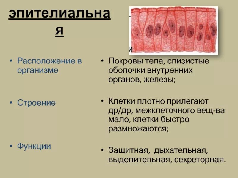 Эпителиальная ткань расположение в организме. Эпителиальная ткань расположение в организме строение функции. Слизистая оболочка внутренних органов образованы. Слизистые оболочки внутренних органов образованные тканью. Слизистые покровы или гладкая поверхность мелкие