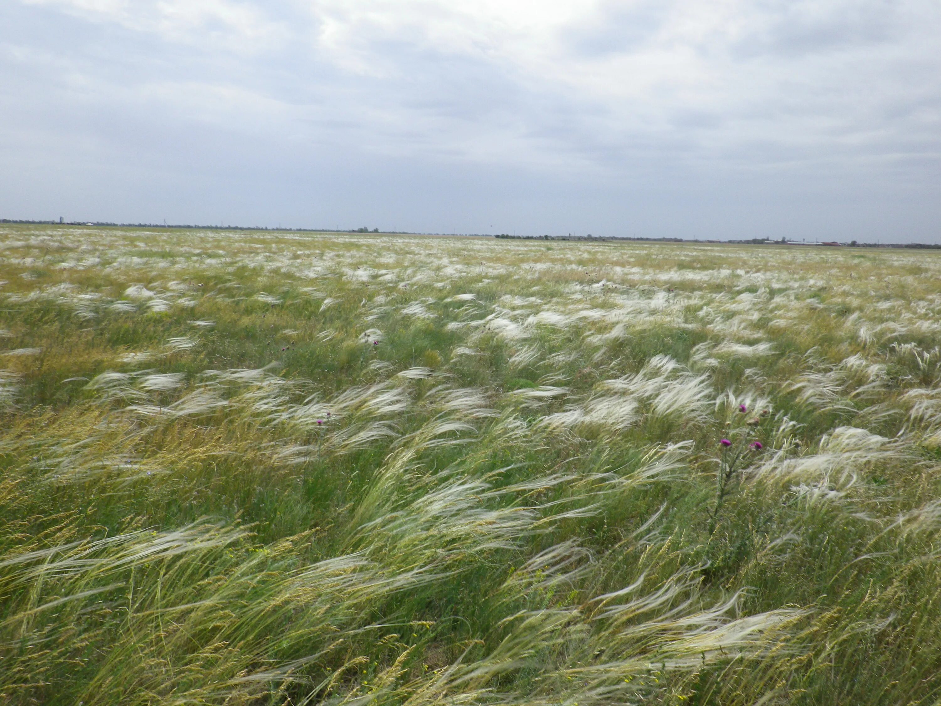 Stipa pulcherrima. Ковыль пони тейлз. Новый ковил. Новый ковил. Симптомы ковила.