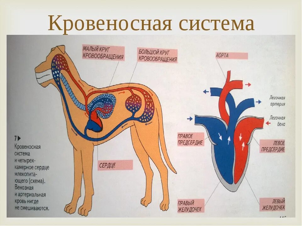 Кровеносная система. Кровеносная система млекопитающих. Кровеносносная система. Кровеносная система млекоп. Млекопитающие кровообращение и дыхание