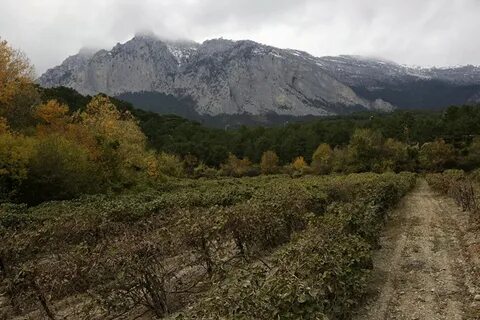 Посадки в крыму