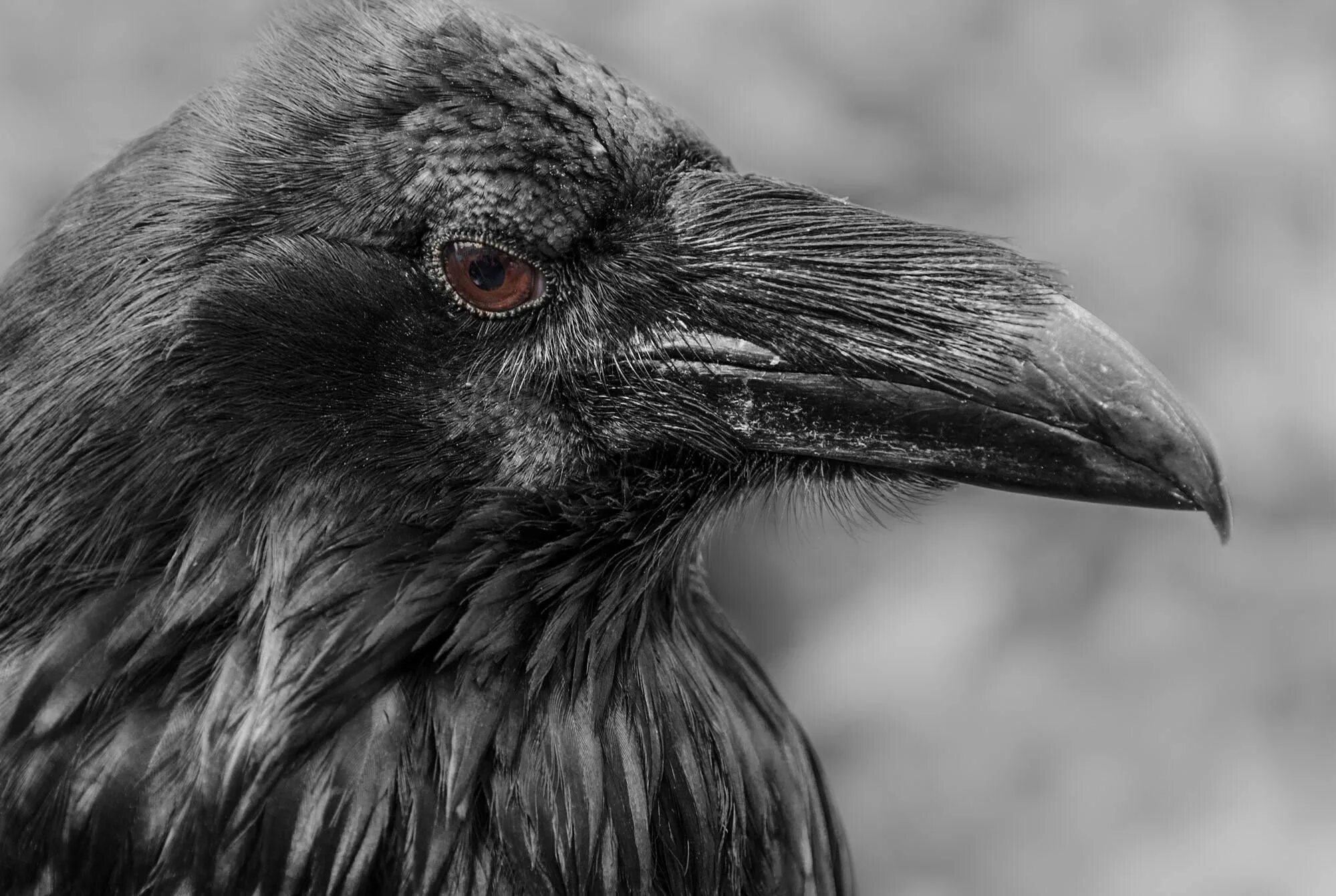 Другой черный ворон. Ворон эстетика. Глаза ворона. Ручной ворон. Черный ворон эстетика.