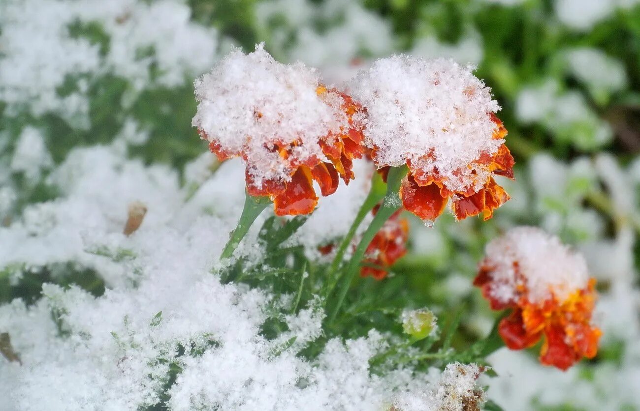Пестрый снег. Цветы под снегом. Цветы снежок. Цветочек на снегу. Разноцветный снег.